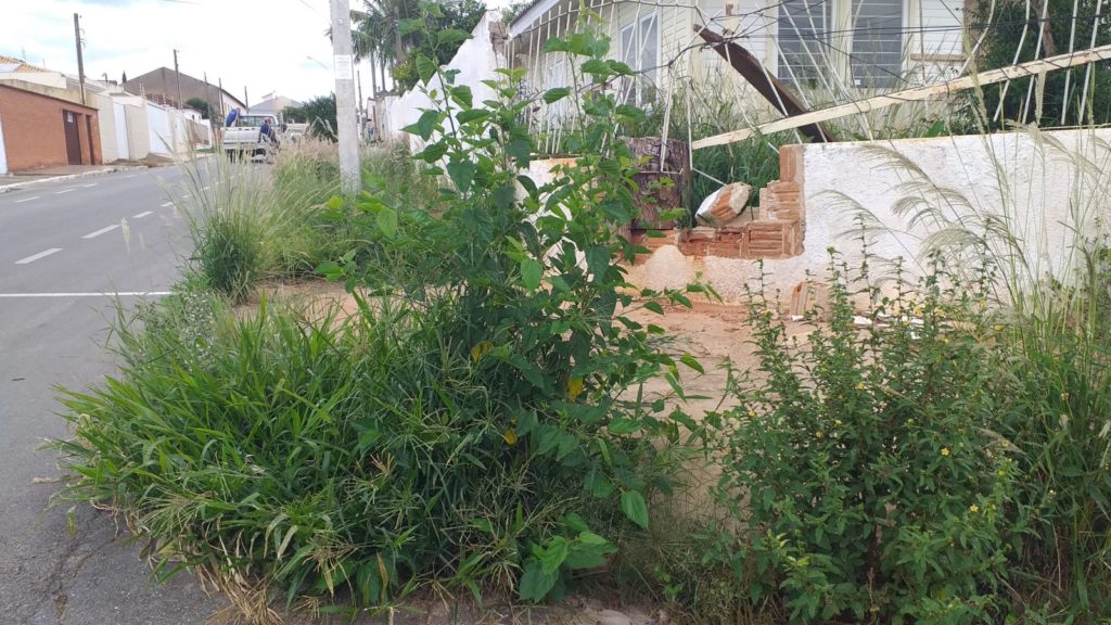matagal jd maringa (2) Casas e calçadas no Jardim Maringá estão tomadas por matagal