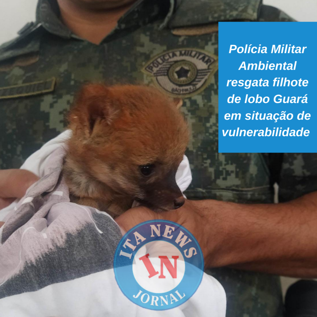 7008D6B8-A809-4BED-BEC5-53F6FCC7E08B Polícia Militar Ambiental resgata filhote de lobo Guará em situação de vulnerabilidade