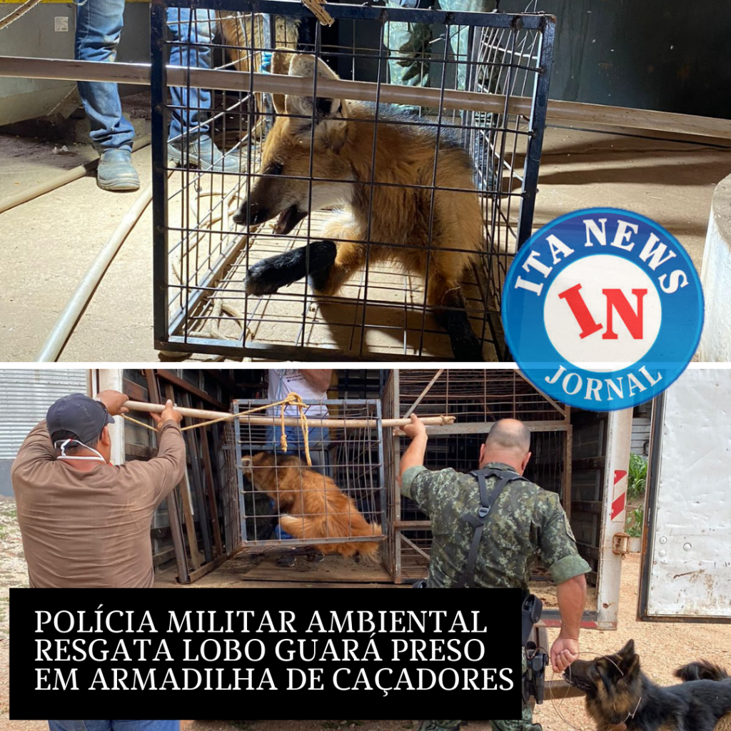 0F8D96B6-E9C8-4A12-8146-1BF12F7B7331 POLÍCIA MILITAR AMBIENTAL RESGATA LOBO GUARÁ PRESO EM ARMADILHA DE CAÇADORES