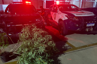 GCM de Itapeva encontra plantação de maconha no bairro Caputera